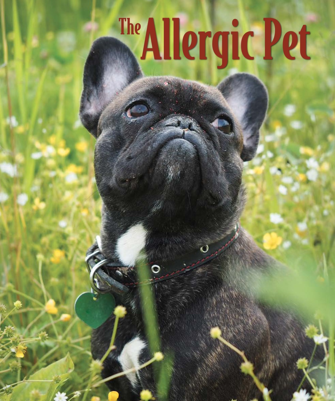 Interested in TRULY ELIMINATING ALLERGIES, FOOD SENSITIVITIES AND FOOD INTOLERANCE IN YOUR DOG OR CAT? Can you imagine that you have a healthy pet with no problems? No more diarrhea? No more itching? No more ear infections?