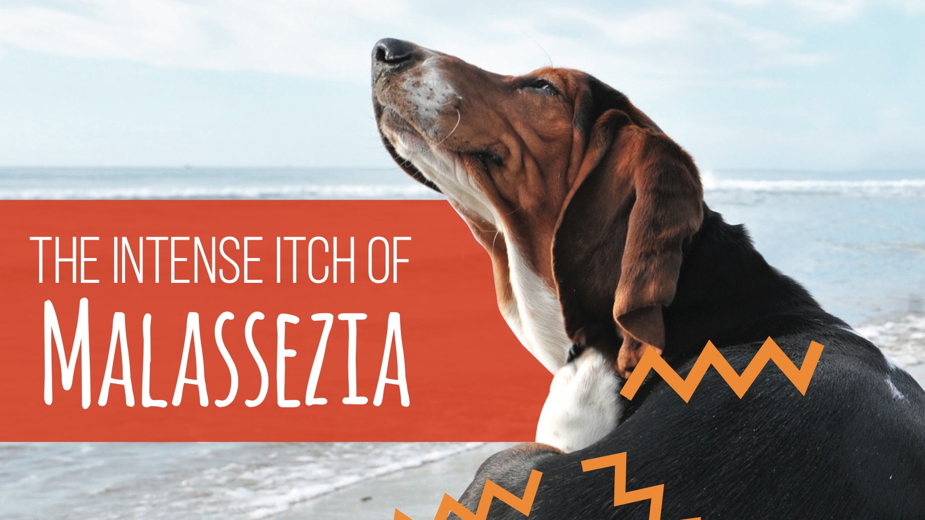 MALASSEZIA- THE YEAST ON YOUR DOGS SKIN -IT’S ITCHY AND SMELLY!